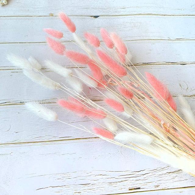 Bunny Tail Pampas Grass