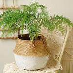 Seagrass Wicker Basket